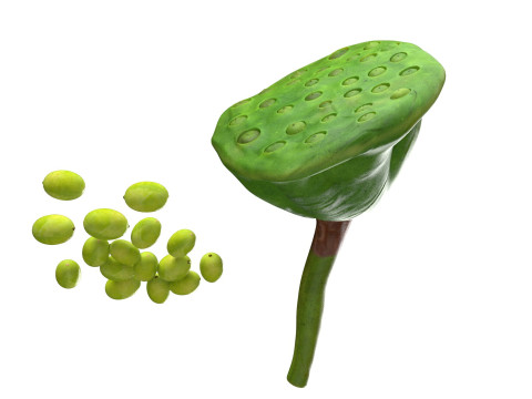 Lotus seed pod 3Dモデル