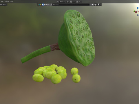 Lotus seed pod 3Dモデル