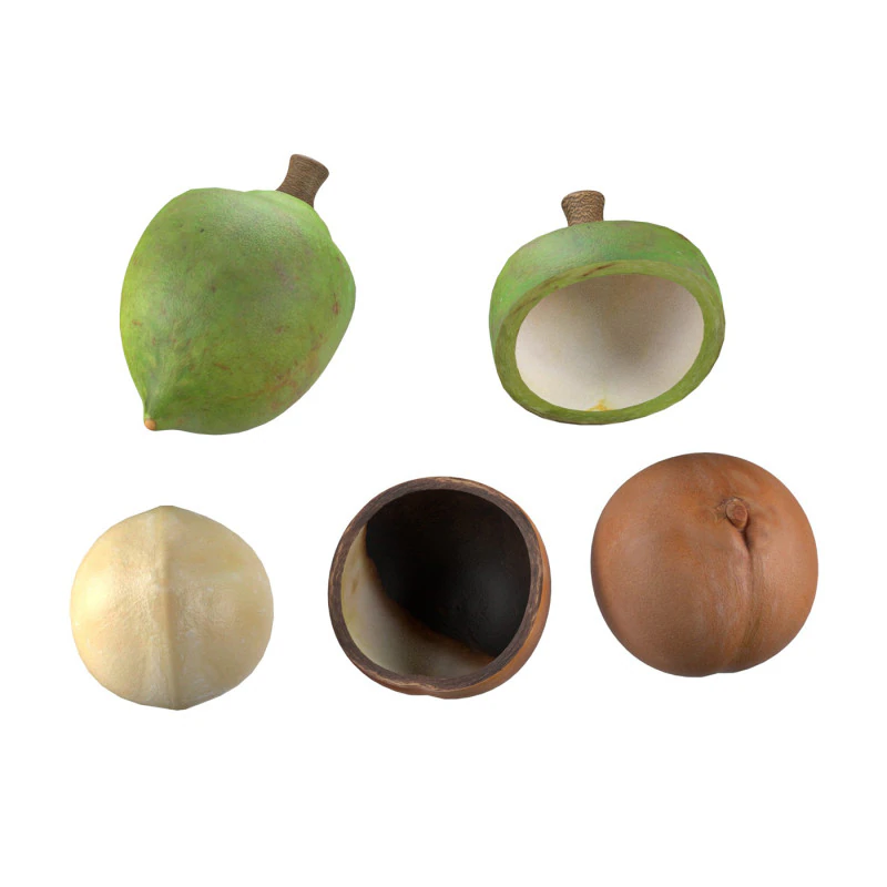 Coleção de nozes de macadâmia Modelo 3D .c4d .max .obj .3ds .fbx .stl .blend