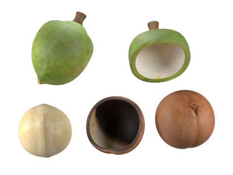 Macadamia nut collection 3D Модель
