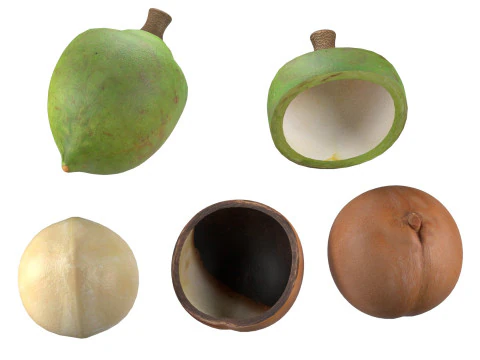 Cole&ccedil;&atilde;o de nozes de macad&acirc;mia Modelo 3D