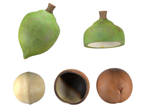 Cole&ccedil;&atilde;o de nozes de macad&acirc;mia Modelo 3D