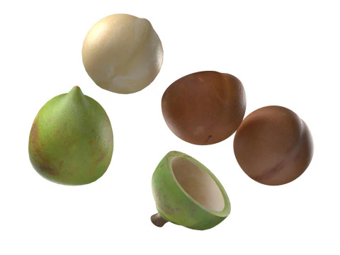 Cole&ccedil;&atilde;o de nozes de macad&acirc;mia Modelo 3D