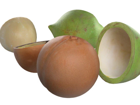 Cole&ccedil;&atilde;o de nozes de macad&acirc;mia Modelo 3D