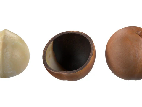 Cole&ccedil;&atilde;o de nozes de macad&acirc;mia Modelo 3D