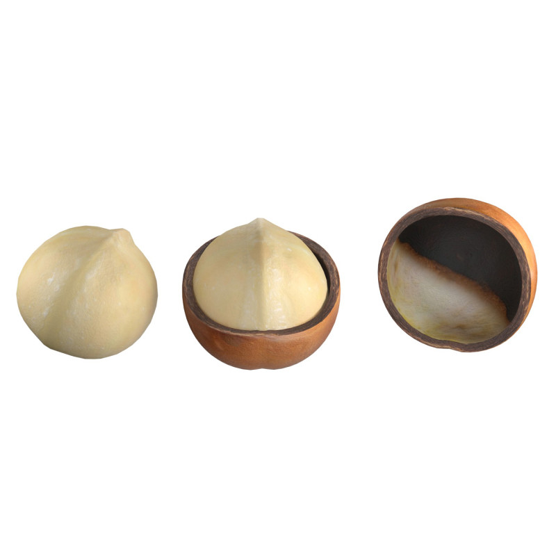 Macadamia nut collection Modelo 3D .c4d .max .obj .3ds .fbx .stl .blend