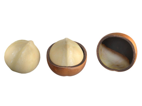 Macadamia nut collection 3D Модель