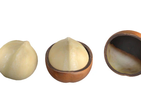 Macadamia nut collection 3D Model