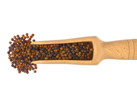 Mustard seed scoop Scoop Modelo 3D