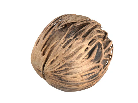 Othalanga Pong Pong Seed 3D Model