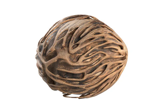 Othalanga Pong Pong Seed 3D Model