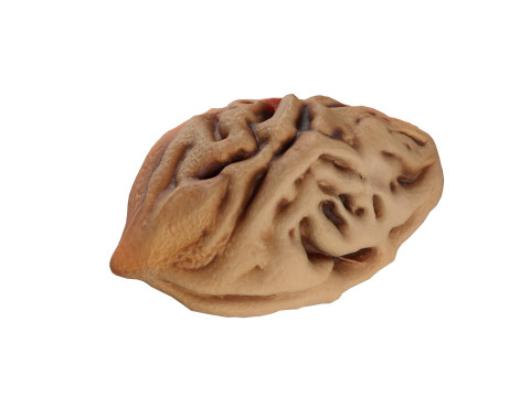 Peach Seed Modello 3D