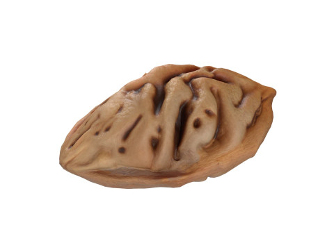 Peach Seed Modello 3D