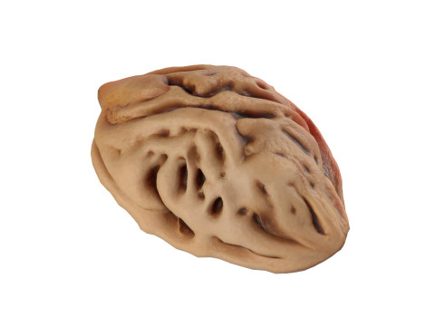 Peach Seed Modello 3D
