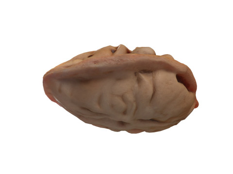Peach Seed Modello 3D