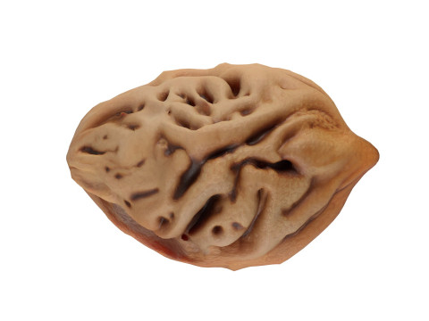 Peach Seed Modello 3D
