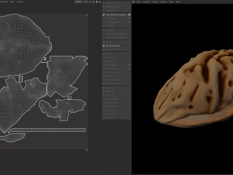 Персикова кісточка 3D Модель