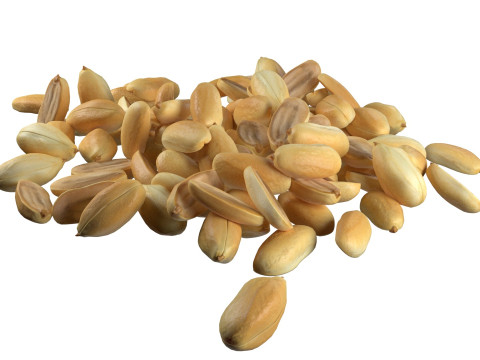 Peanut kernel half and full pile 3D 모델