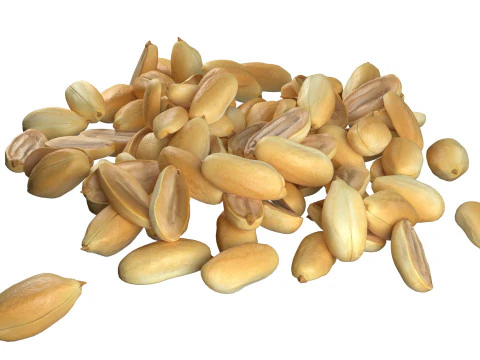 Miolo de amendoim meio e pilha inteira Modelo 3D