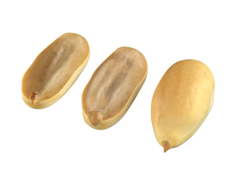 Peanut kernel white 3D मॉडल