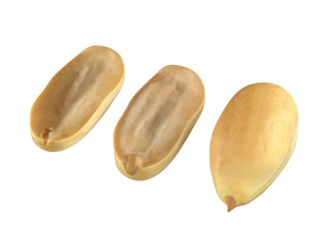 Miolo de amendoim branco Modelo 3D