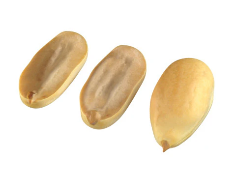 Miolo de amendoim branco Modelo 3D