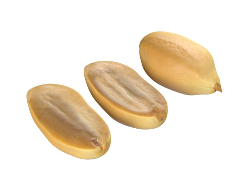 Peanut kernel white 3D Model
