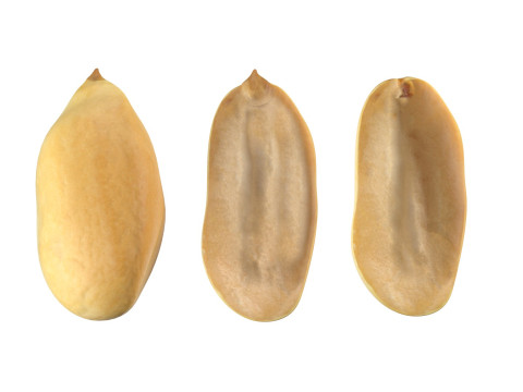 Peanut kernel white 3D Model