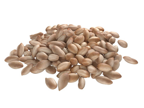 Peanut kernel white pile 3D मॉडल