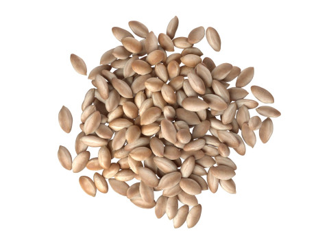 Peanut kernel white pile Modelo 3D