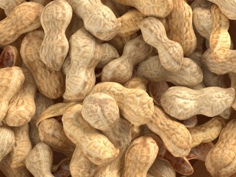 Peanut whole bowl 3D 모델