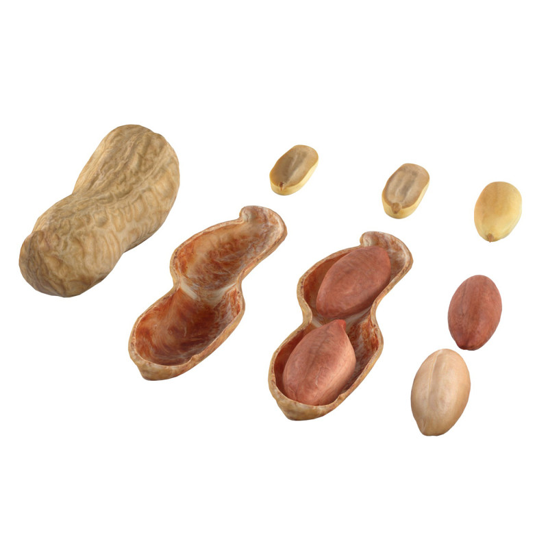 Peanut collection 3D Модель .c4d .max .obj .3ds .fbx .stl .blend