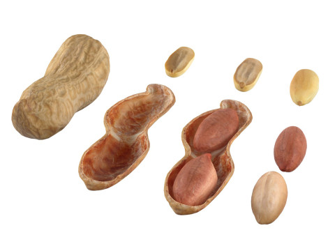 Peanut collection 3D मॉडल
