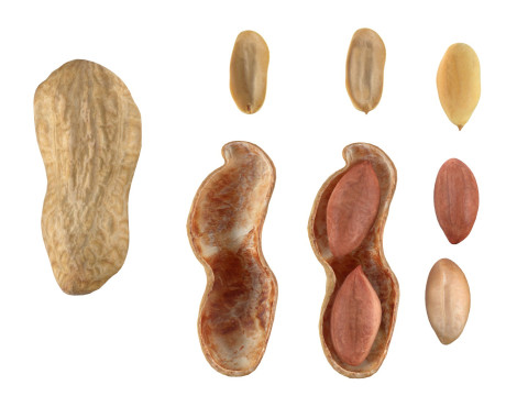 Peanut collection 3D Модель
