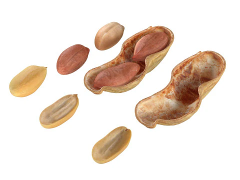 Колекція арахісу 3D Модель