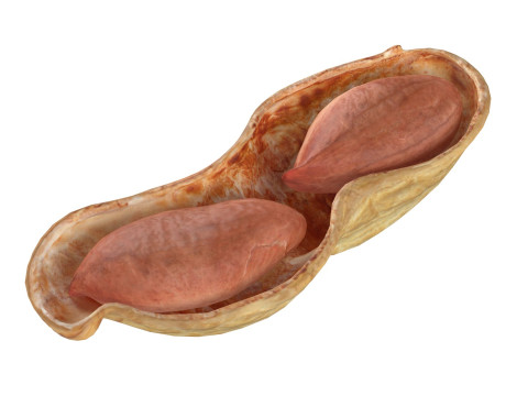 Peanut collection 3D Модель