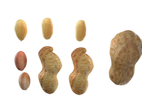 Колекція арахісу 3D Модель