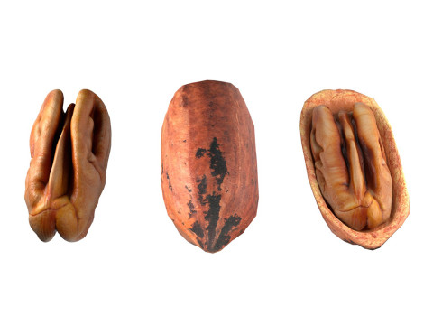 Pecan nut 3D मॉडल