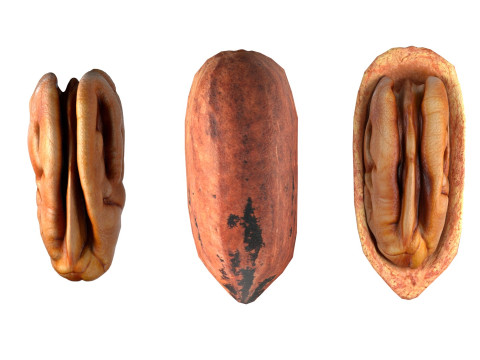 Pecan nut Modelo 3D