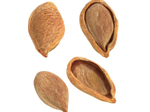 Semente de ameixa Modelo 3D