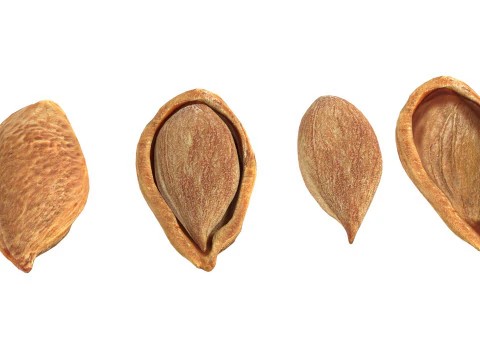 Pruimenzaad 3D Model