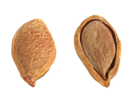 Pruimenzaad 3D Model