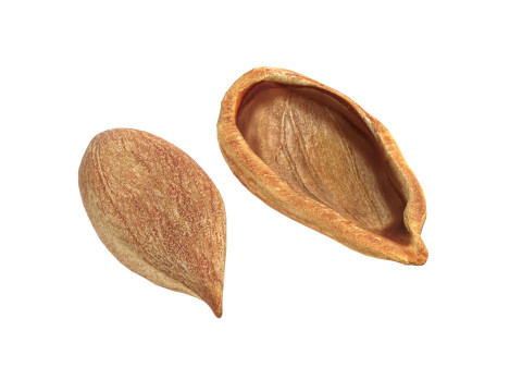 Plum Seed 3D-Modell