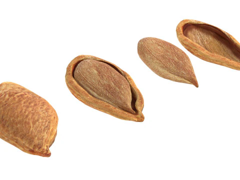 Pruimenzaad 3D Model