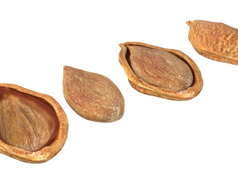 Plum Seed 3D-Modell