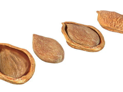 Pruimenzaad 3D Model