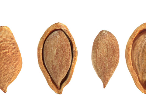 Plum Seed 3D-Modell
