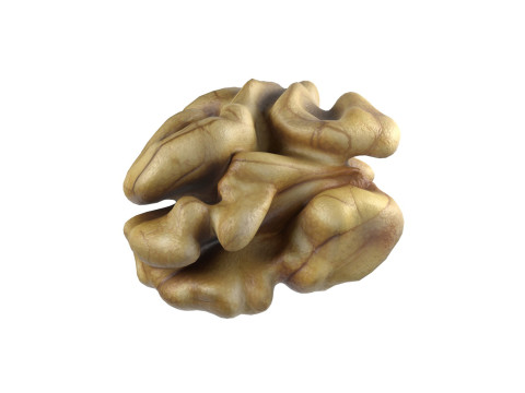 Walnut kernel v1 3D Модель