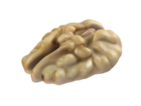 Walnut kernel v2 Modello 3D