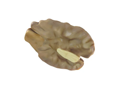 ウォールナット カーネル v2 3Dモデル